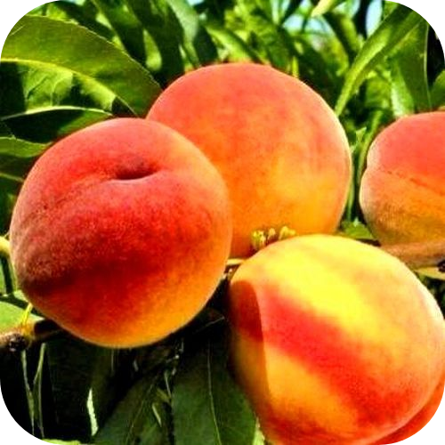 Саженцы Персика "Ореховый" > цена, описание